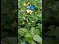 The Natural flowers #flowers #shorts #garden .