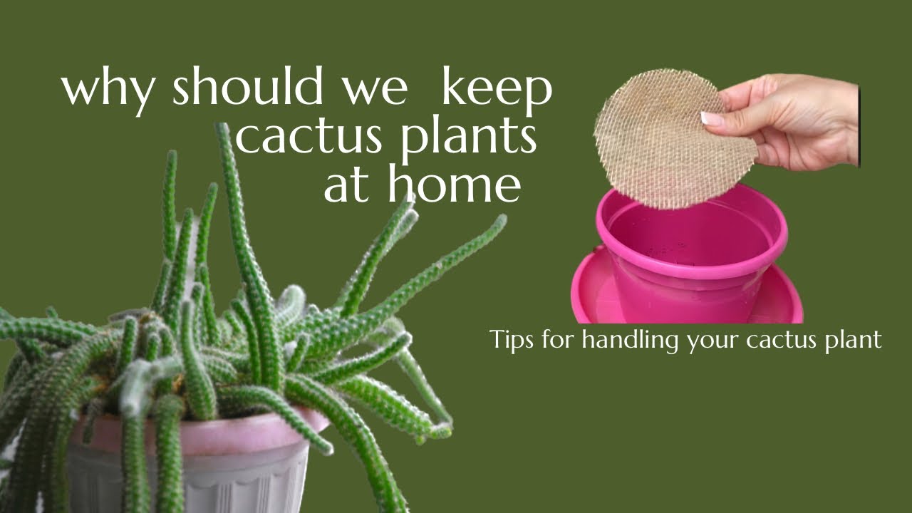 Benefits of keeping cactus plant at home