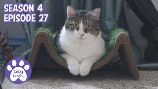 Simba's Pom Pom Game, Playtime With Stella, Feeling Bad For Hydrox * S4 E27 * Cat Vlog screenshot 1