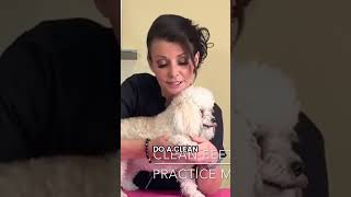 Cleaning Your Toy Poodle's Feet #shorts