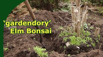 Collecting a garden elm for Bonsai !