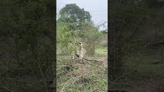 Quiet Watcher: A Wild Langur in His Forest 🐒 #shorts #langur #wildlife  #monkey