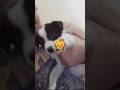 #remix #cat #dog 🐈🐕🤭