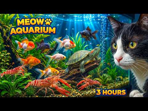 Cat TV:  Fish for Cats to Look At 🐠 Turtles, Shrimp and Colorful Fish (3 Hours, 4K) Videos for Cat