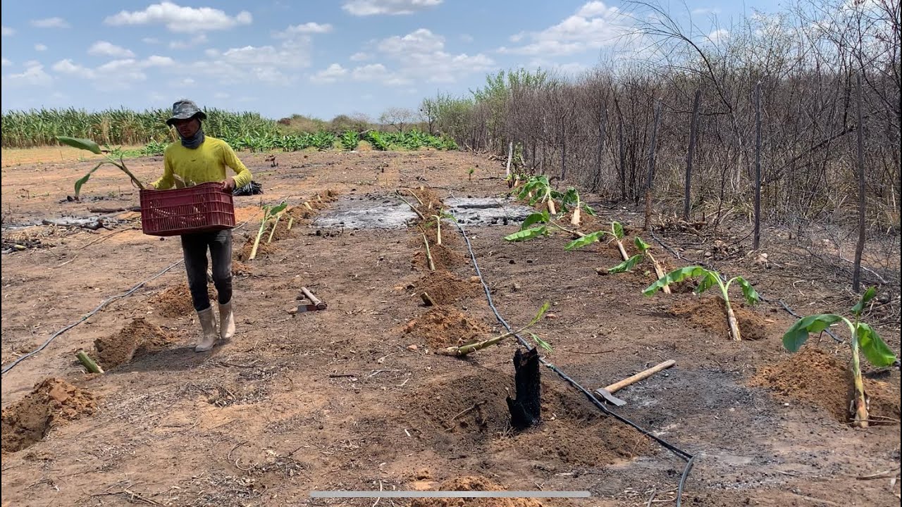 FIZ Um PLANTIO DE BANANA PÃO 