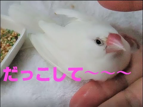 文鳥の介護#61　だっこ　love the palm. 8year old java sparrow.