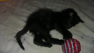 Xion, Mi Gatita En Acción.