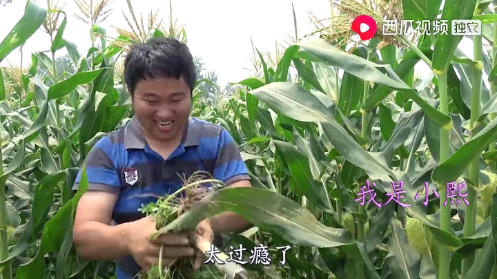我是小熙：農村馬齒莧太多吃不完，半小時摘了一百斤，保存起來冬天燉肉吃 - 天天要聞