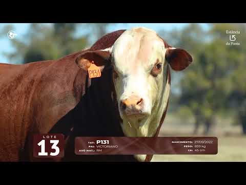 LOTE 13   TAT P131 M Braford