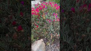 ￼ These flowers will not open up unless the sun is shining directly on them. 🌞