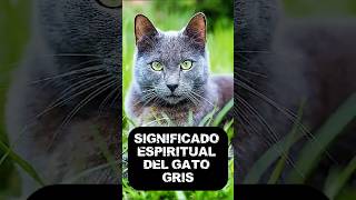 SIGNIFICADO ESPIRITUAL DEL GATO GRIS  #gatos #gato gris
