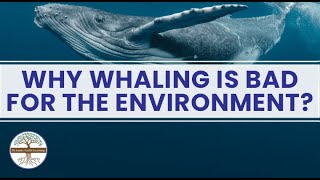 Why Whaling Is Bad for the Environment Conservation Science