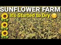 ISRAEL VLOG: SUNFLOWER OR HELIANTHUS 🌻 FARM | #TelBarrientos with Tel Vlog Official
