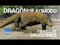 Dragon de Komodo. Tierra de Dragones | Naturaleza - Planet Doc