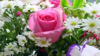 songs instrumental romantic rose hits flores rosa 360p reg una partir guardado