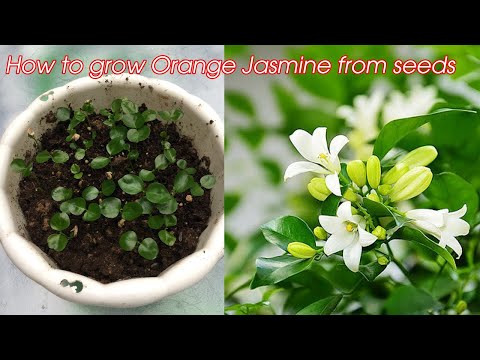 Video Cách trồng cây hoa nguyệt quế từ hạt | cách nhân giống... - youtube