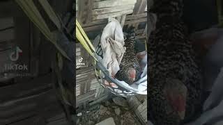 ternak ayam kampung dengan kandang seadanya metode liar ternak ayam kampung dengan kandang seadanya metode liar