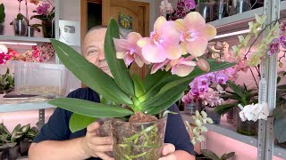 лучшая пересадка цветущей орхидеи // орхидея БЕЗ ХИМИИ ЗАЖИРЕЕТ