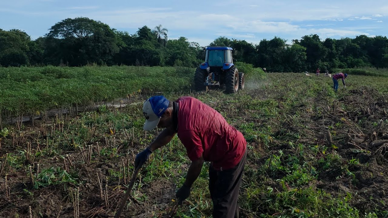 INÍCIO DA COLHEITA DE MANDIOCA || BM ATOLADO 