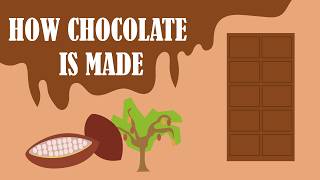 How Chocolate Is Made | Animated