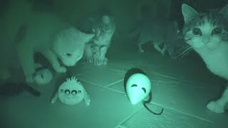 What Our Cats Do At Night On Halloween !!