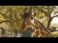 BMPCC 6K Footage | Giraffe