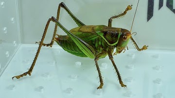 Emerald katydid prey on East Asian scorpions,katydid vs scorpion 翡翠蝈蝈捕食东亚钳蝎