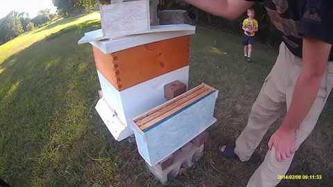 2 frame mini mating nuc hatch day two virgin queens