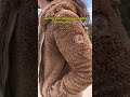 Cosy sweater vegan ragwear winter travel sweater streetwear