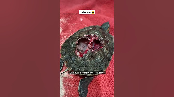 My turtle died 🥺 | मेरा कछुआ मर गया #shorts #turtle #turtlerescue