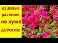 ПОСАДИТЕ эти ДЕШЕВЫЕ растения в саду, они украсят цветники и клумбы не хуже дорогих цветов!