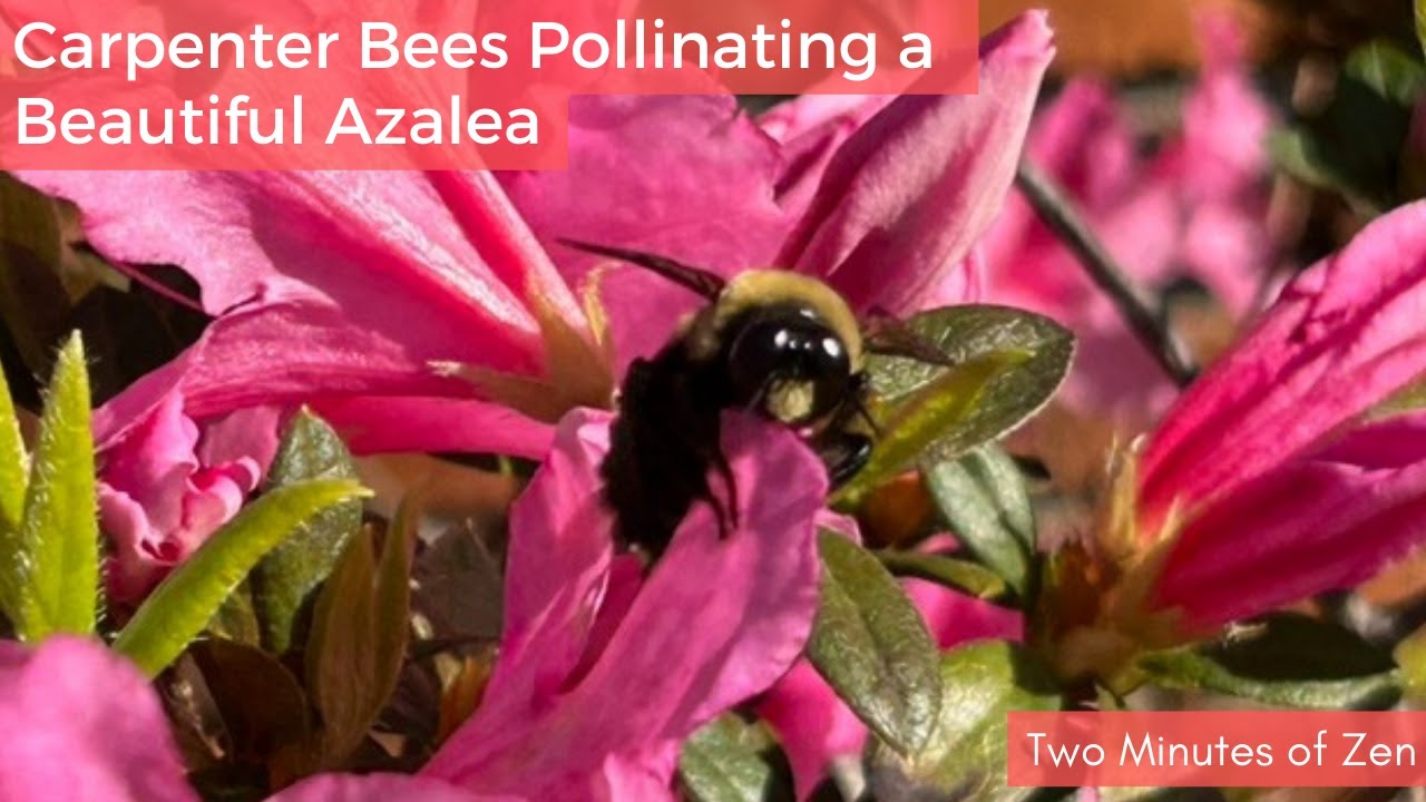 Carpenter Bees Pollinating a Beautiful Azalea Two Minutes of Zen 🐝