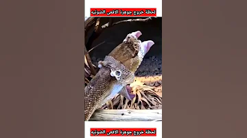 لحظة اختفاء كشاف الجوهرة عند افعى الفص 