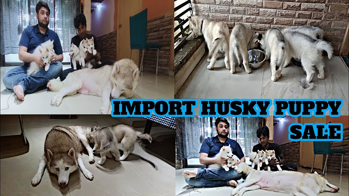 Alaskan husky puppies for sale illinois
