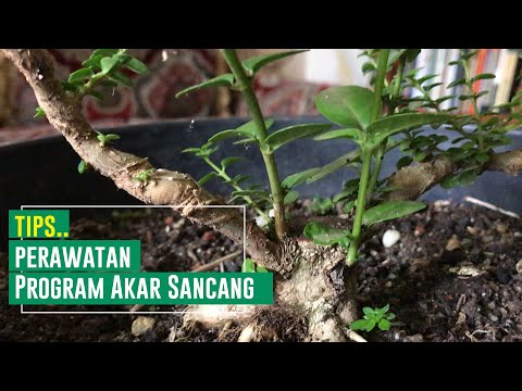 Care for the Sancang Bonsai root program