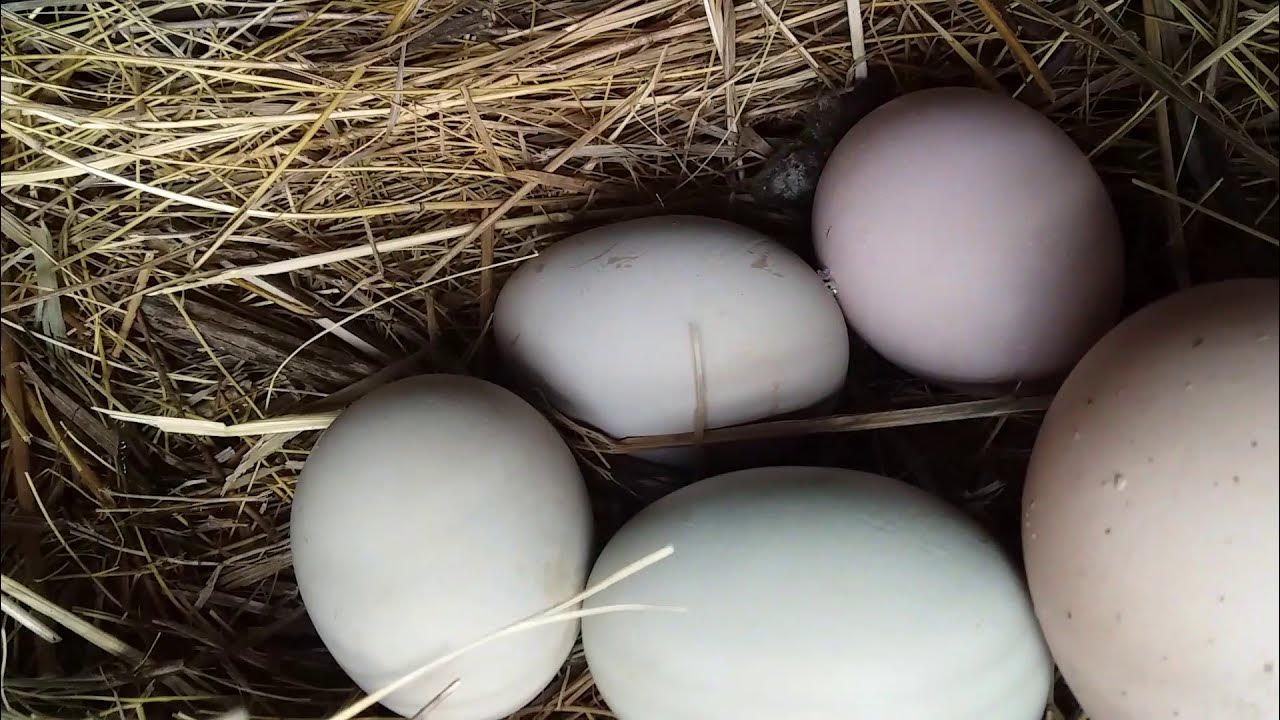 Покажи яйцо курицы. Курица с яйцами. Яйцо Курочка Ряба. Минорки яйца. Домашние куриные яйца.