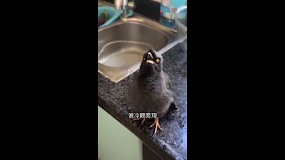 你聽，這是爺爺還是奶奶？小黑太厲害了！