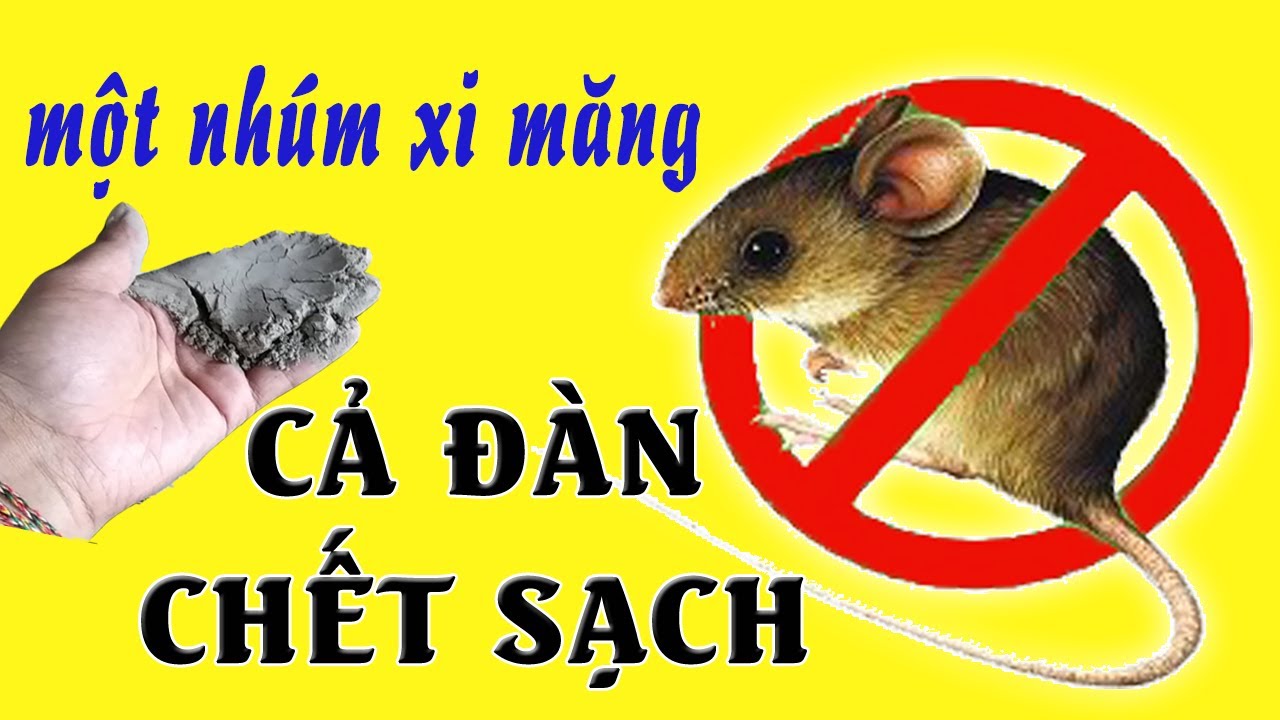 15 Cách Diệt Chuột Đơn Giản mà Hiệu Quả nhanh chóng | Mô hình nuôi Chuột Đồng làm giàu độc lạ