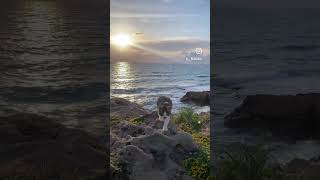 CYPRUS CAT AND BEAUTIFUL SEA VIEW