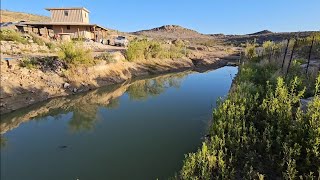 Red - spotted toads had a rough night in the pond and a nice morning walk @TimelineRanch (May 2026)