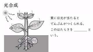5. 葉のでんぷんと光合成（サムネイル画像）