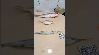 Fish Detection and Size Measure Demenstration screenshot 4