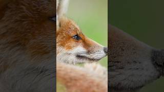 The Secret Life of Forest Animals 🌿🦊 #Fox #Deer #Squirrel