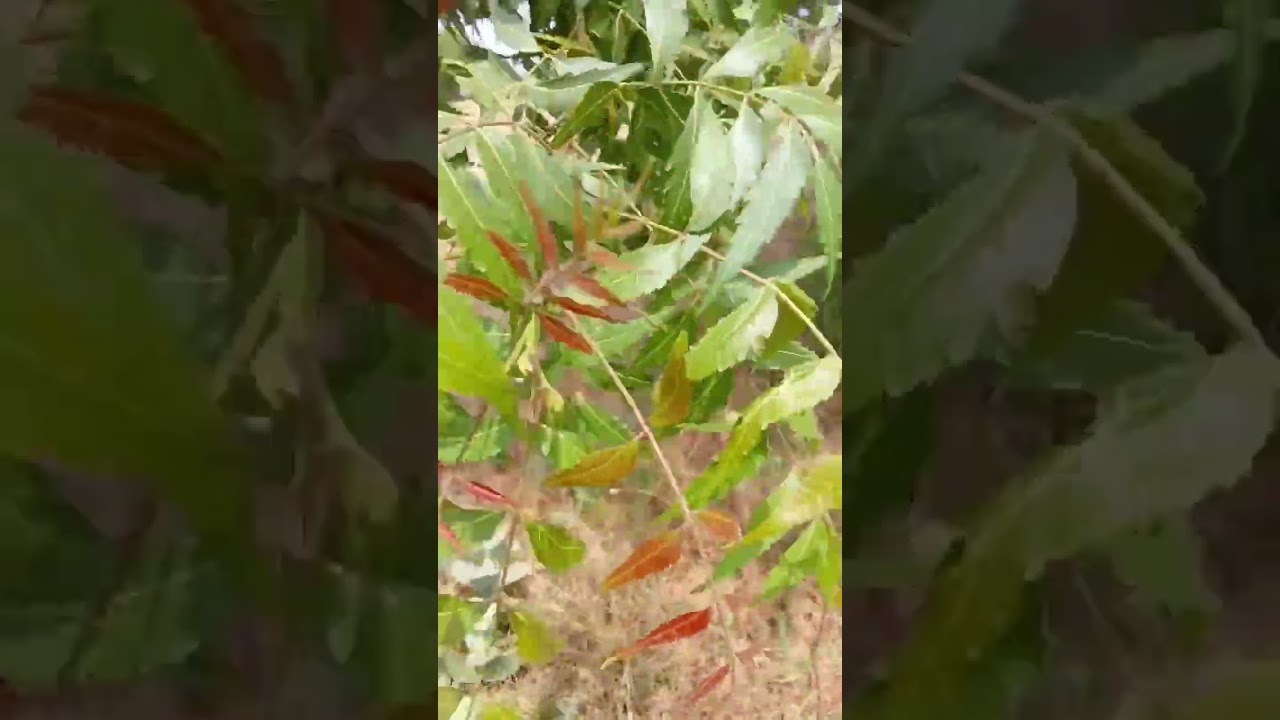 Indian lilac and rosewood best therapeutic tree. 