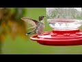Ruby-throated hummingbirds visiting my yard