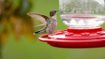 Ruby-throated hummingbirds visiting my yard