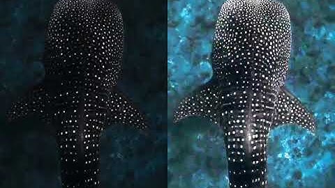 Enhancement of whale shark video