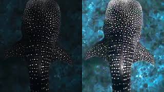 Enhancement Of Whale Shark Video