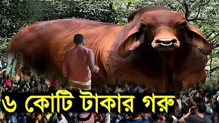 ৬ কোটি টাকায় কোরবানির গরু লাখো মানুষের ভিড় !! আল্লাহর কুদরত | ইসলামিক কাহিনী | Miracle of story