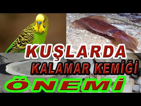 Video: Büyük köpeğim neden yürüyor ve kaka yapıyor?